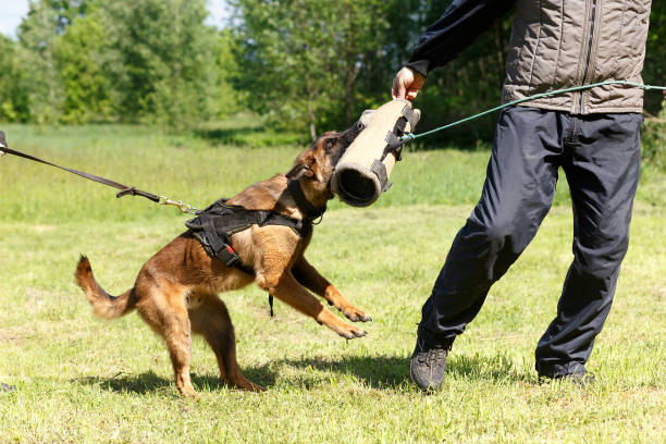 istock The instructor conducts the lesson with the Belgian Shepherd dog. 1269853677