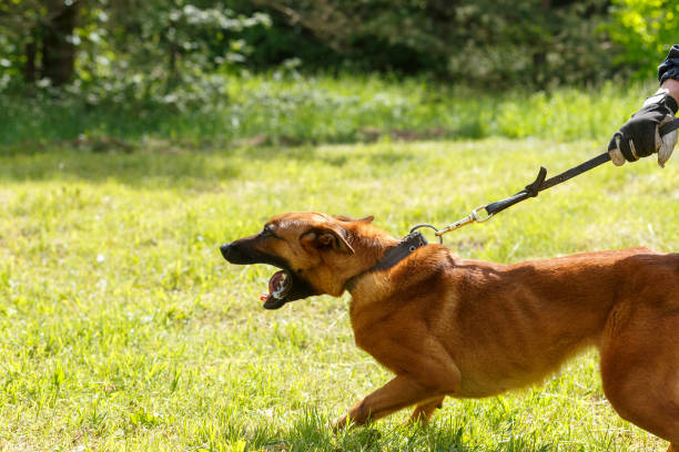 istock The instructor conducts the lesson with the Belgian Shepherd dog. 1269853682