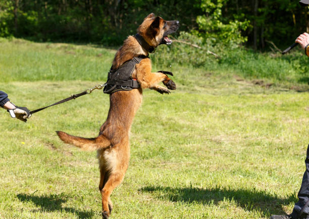 istock The instructor conducts the lesson with the Belgian Shepherd dog. 1269853689