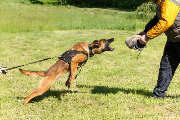 istock The instructor conducts the lesson with the Belgian Shepherd dog. 1269853697