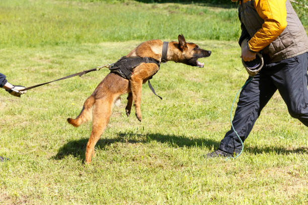 istock The instructor conducts the lesson with the Belgian Shepherd dog. 1269853703