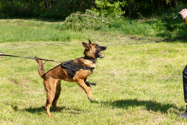 istock The instructor conducts the lesson with the Belgian Shepherd dog. 1269853706