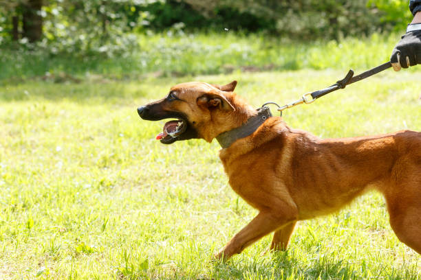 istock The instructor conducts the lesson with the Belgian Shepherd dog. 1269853719