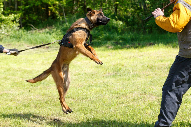 istock The instructor conducts the lesson with the Belgian Shepherd dog. 1269853720
