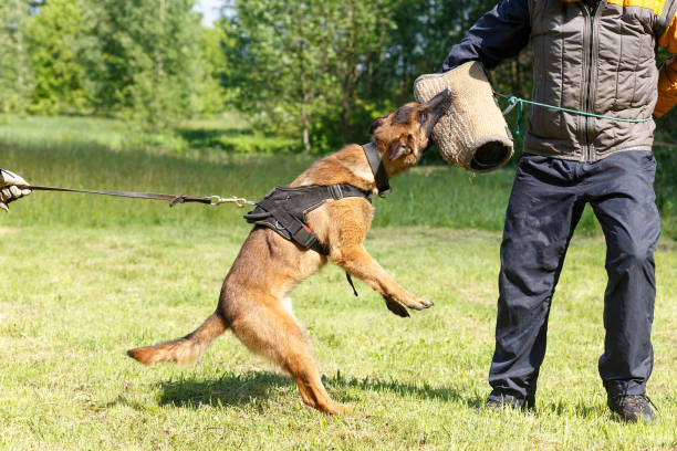 istock The instructor conducts the lesson with the Belgian Shepherd dog. 1269853731
