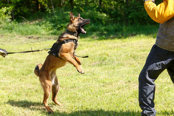 istock The instructor conducts the lesson with the Belgian Shepherd dog. 1269853735