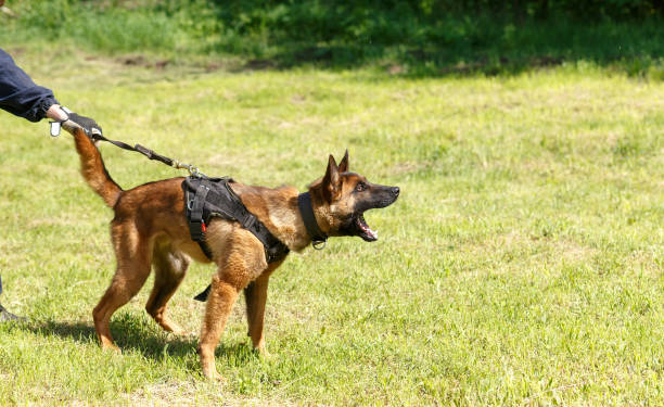 istock The instructor conducts the lesson with the Belgian Shepherd dog. 1269853747