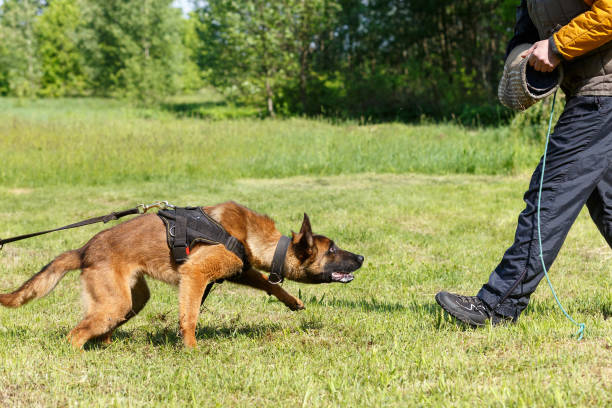 istock The instructor conducts the lesson with the Belgian Shepherd dog. 1269853765