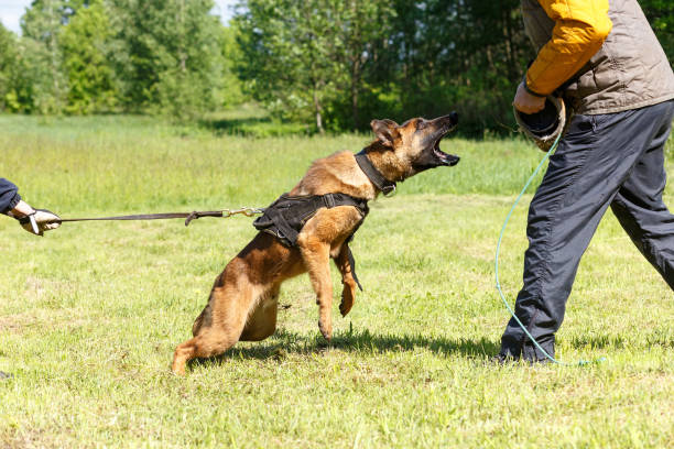 istock The instructor conducts the lesson with the Belgian Shepherd dog. 1269853797