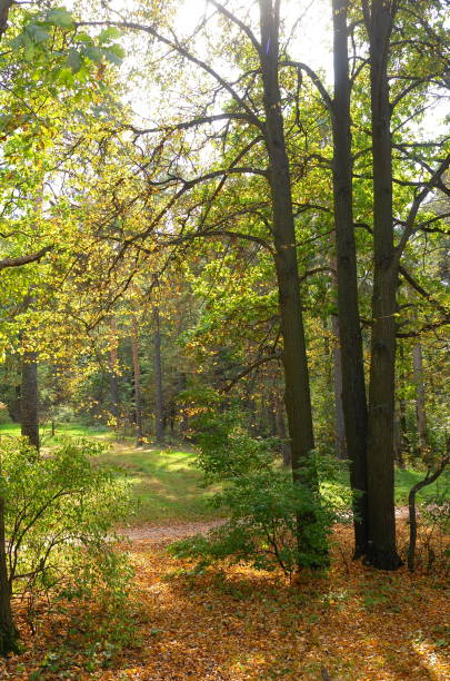 istock Footpath in sunlit forest in the end of summer 1269853941