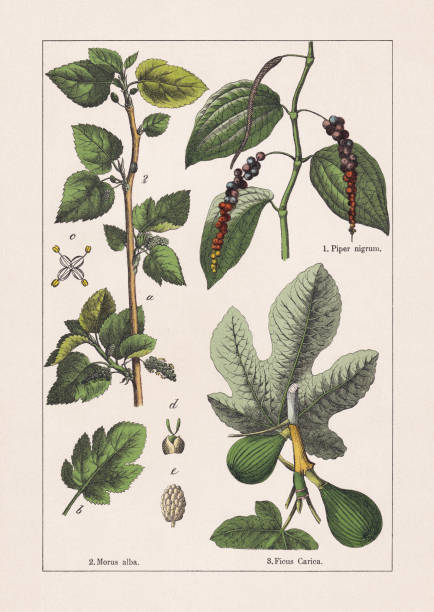 magnoliiden: blck-pfeffer, maulbeere und feige, chromolithograph, erschienen 1895 - pepper spice black peppercorn white background stock-grafiken, -clipart, -cartoons und -symbole