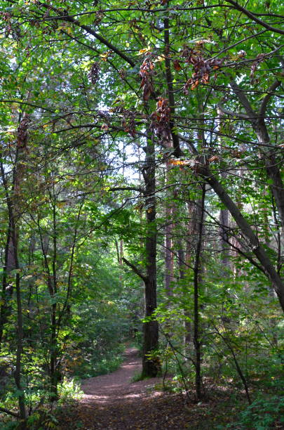 istock Footpath in sunlit forest in the end of summer 1269854105