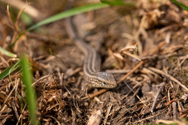istock The lizard runs on the ground. Reptile animal. Fauna. Selective focus. Macro. 1269854967