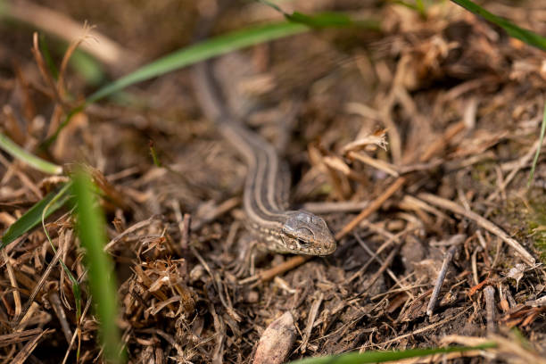 istock The lizard runs on the ground. Reptile animal. Fauna. Selective focus. Macro. 1269854973