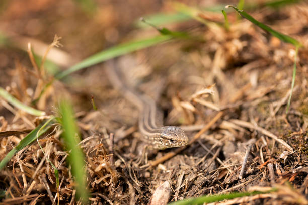 istock The lizard runs on the ground. Reptile animal. Fauna. Selective focus. Macro. 1269854984