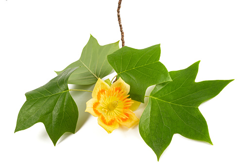 Tulip tree branch with flowe