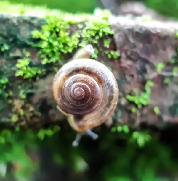 A snail is standing in the garden and reflecting sunlight. This is a picture of a jungle.