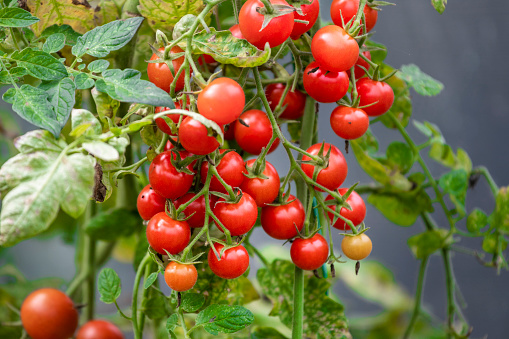 Cherry tomatoes on branch. Bio organic red tomatoes.