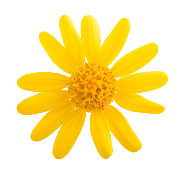 istock Jacobaea vulgaris flower 1269858118