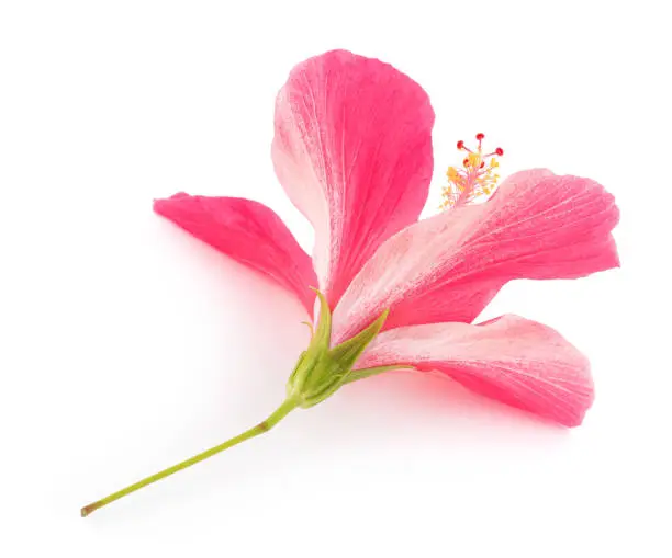 Pink hibiscus flower  isolated on white background