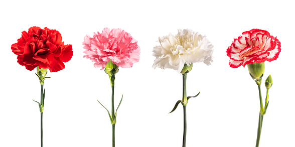 Carnations group isolated on white background
