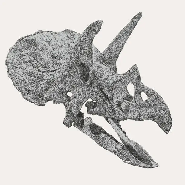 Vector illustration of Triceratops fossil skull