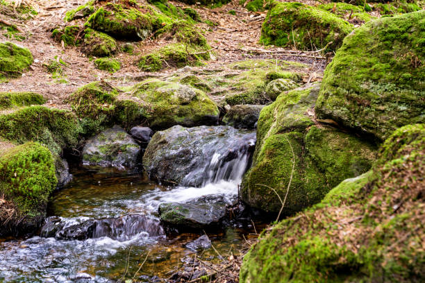 istock Waterfall in forest and green moss on rocks 1269859645