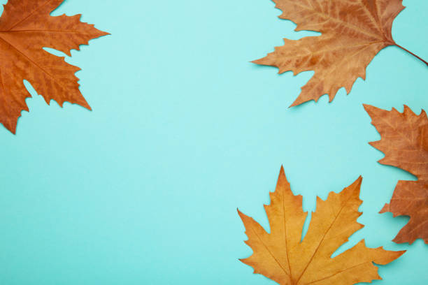 istock Colorful autumn maple leaves on blue background with copy space 1269860105