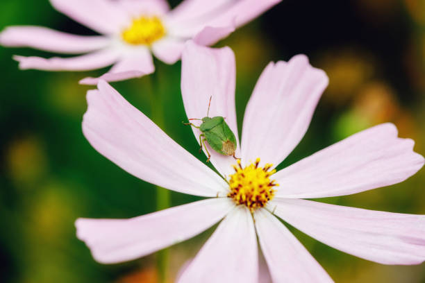 istock Green bug on fuchsia flower in garden, summer background 1269860132