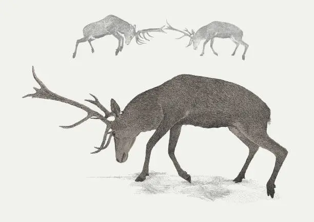 Vector illustration of Rutting Stag Deer Buck