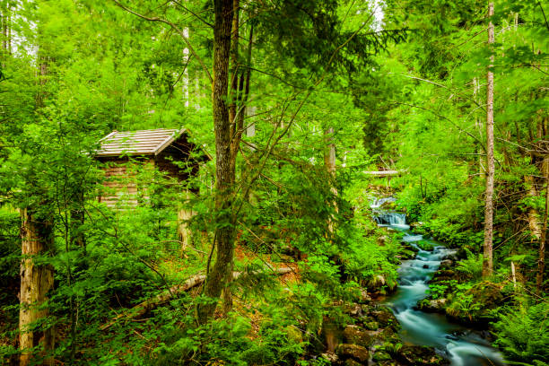 istock Torrent in the Bavarian Forest 1269861821