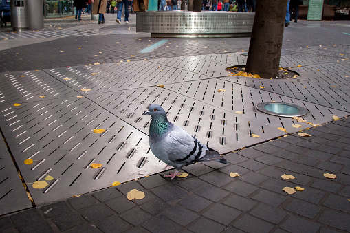 Pidgeon in urban autumn scene