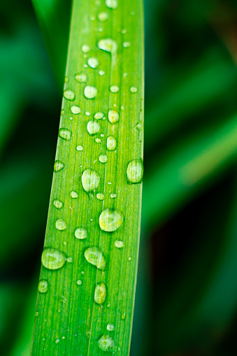 blade of grass with waterdrops on it