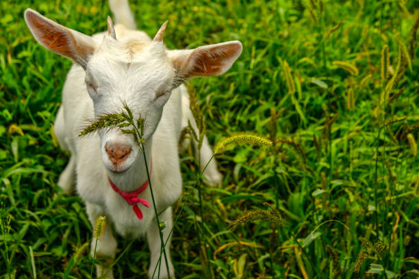 istock Young white goat with red ribbon 1269864457
