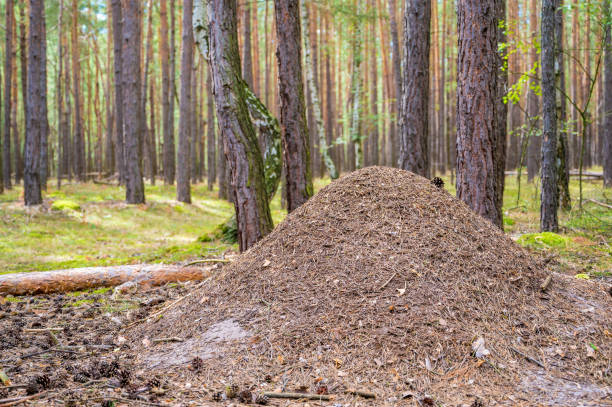 istock Large anthill on the forest floor of a coniferous forest 1269870337