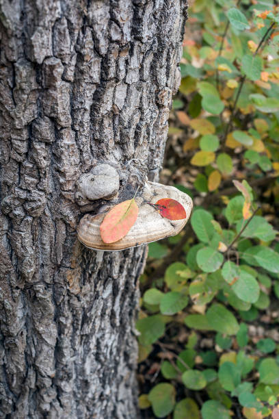 istock Tree mushroom with colorful fallen leaves. 1269870605