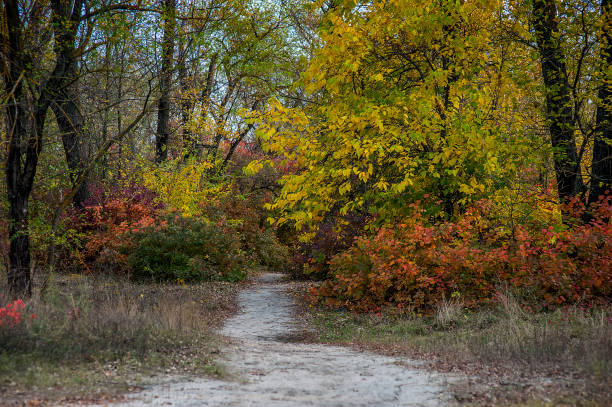istock Wonderful Don autumn in a coastal grove. 1269871709