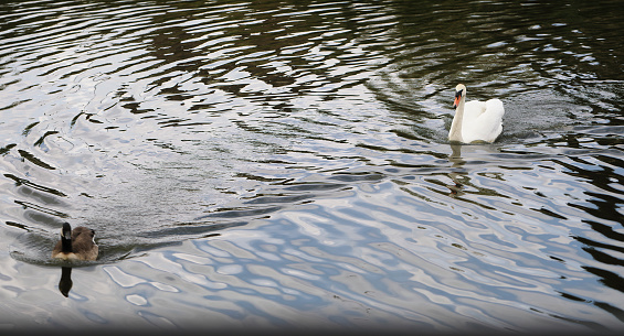 Mute swans will not tolerate the presence of Canada geese on their home waters. Here, a Canada goose is ready to take flight in order to avoid its angry adversary.