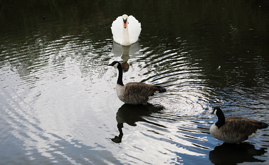 As long as it is standing up, there is a chance that this male mute swan (Cygnus olor) will not attack the Canada goose (Branta canadensis). If the goose launches itself into a swimming action, then a serious goose chase will ensue. The swan will not tolerate a goose swimming on the pond.