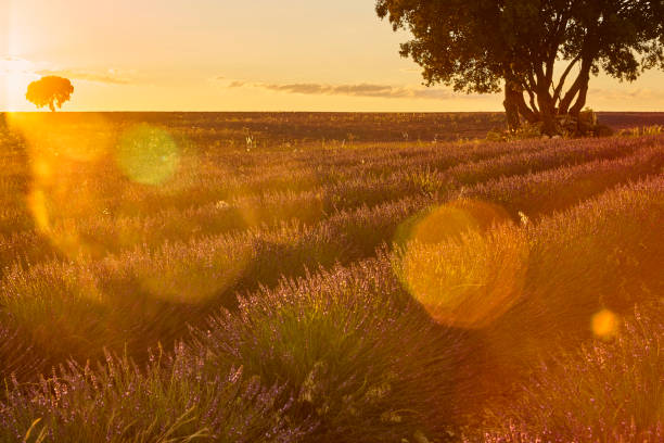 istock Lavender fields at sunset in Brihuega, Guadalajara. Spain 1269875018