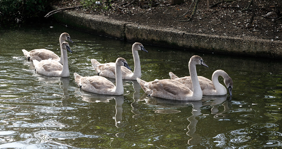 For the first time in living memory, three years ago, a pair of swans decided to nest on Mitcham Pond in Surrey, England. Each year they raised a larger litter of cygnets, until this year (2020) the young cygnets number six. Here, they are five months old.