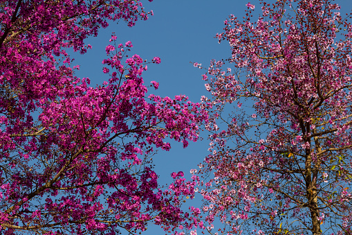 Pink flowers with blue background. Tree flowers called Pig Knot/Blind-Axe or Rosewood. (Physocalymma scaberrium).