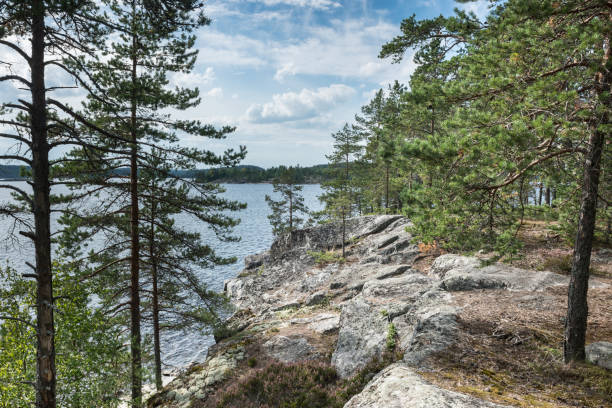 Sunny day in the evergreen forest,Norway