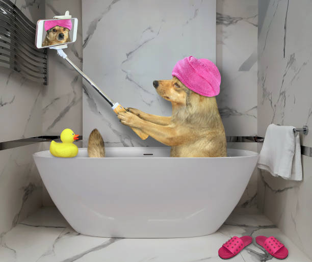 istock Dog takes bath and makes selfie 1269878749