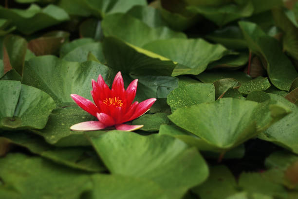 One red flower - water lily - among green leaves covering water surface