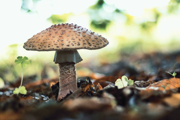 mushroom in forest - Blusher - Amanita rubescens - edible fungus mushroom in forest - Blusher - Amanita rubescens - edible fungus, in leaves, side view amanita rubescens stock pictures, royalty-free photos & images