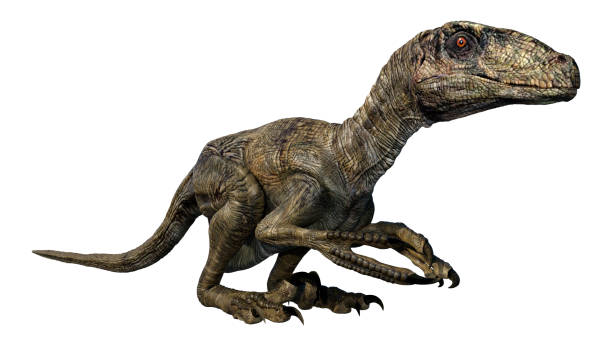 istock 3D illustration dinosaur Deinonychus Antirrhopus on white 1269879862