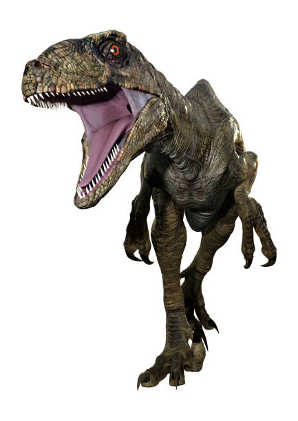 istock 3D illustration dinosaur Deinonychus Antirrhopus on white 1269879864