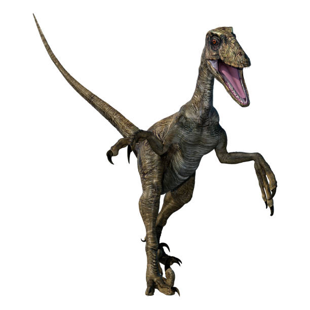 istock 3D illustration dinosaur Deinonychus Antirrhopus on white 1269879872