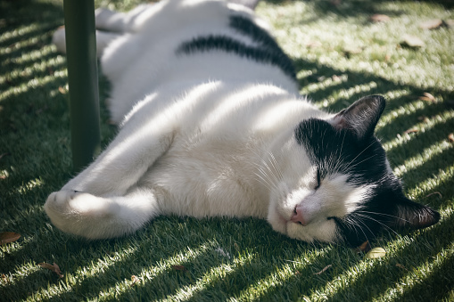 A black and white cat sleeping under a bench in the shade
